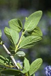 Woolyleaf Ceanothus foliage underside detail