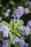 Woolyleaf Ceanothus blossoms & foliage detail