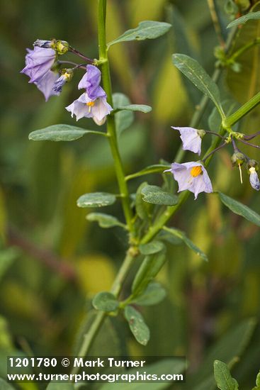 Parish's Nightshade blossoms & foliage detail