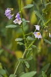 Parish's Nightshade blossoms & foliage detail