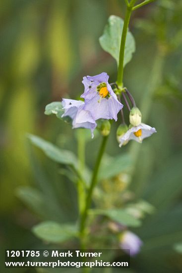Parish's Nightshade blossoms & foliage detail