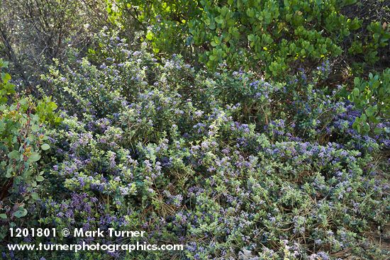 Coville Ceanothus