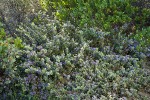 Coville Ceanothus