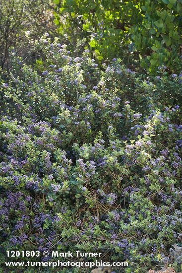 Coville Ceanothus
