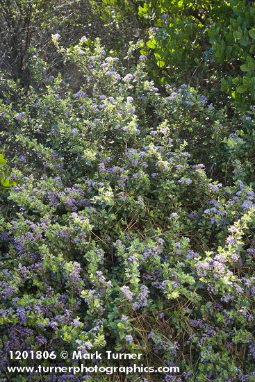 Coville Ceanothus
