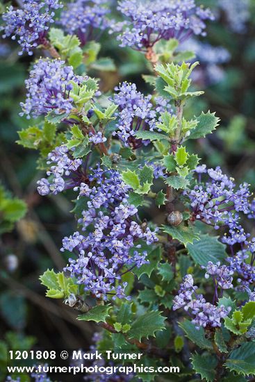 Coville Ceanothus blossoms & foliage detail
