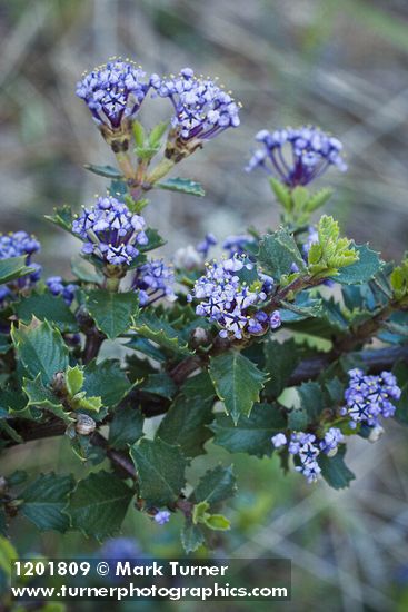 Coville Ceanothus blossoms & foliage detail