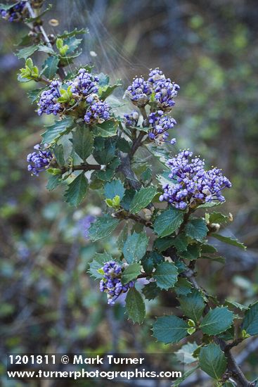 Coville Ceanothus blossoms & foliage detail