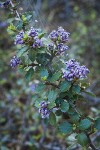 Coville Ceanothus blossoms & foliage detail