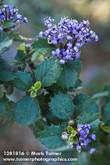 Coville Ceanothus blossoms & foliage detail
