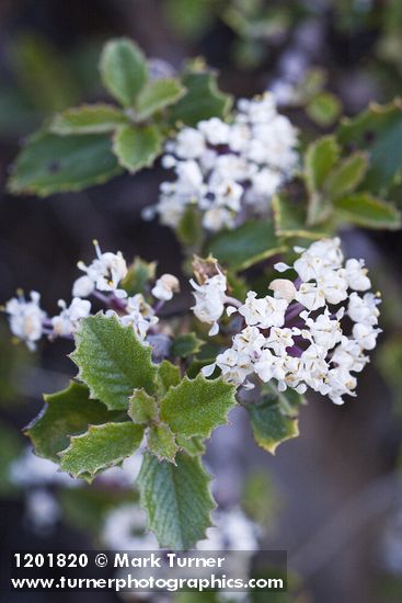 Coville Ceanothus blossoms & foliage detail