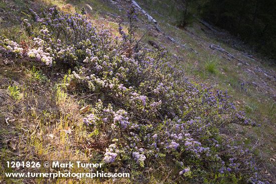 Coville Ceanothus on steep slope