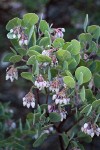 Mallory's Manzanita blossoms & foliage detail