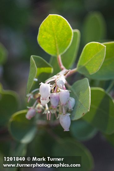 Mallory's Manzanita blossoms & foliage detail