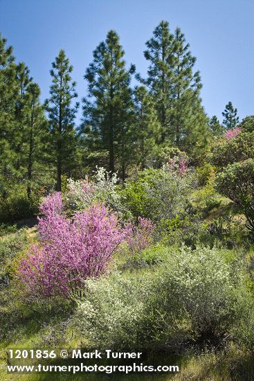 California Redbud; Serviceberry; Buckbrush; Ponderosa Pines, Manzanita