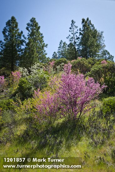 California Redbud; Serviceberry; Buckbrush; Ponderosa Pines, Manzanita