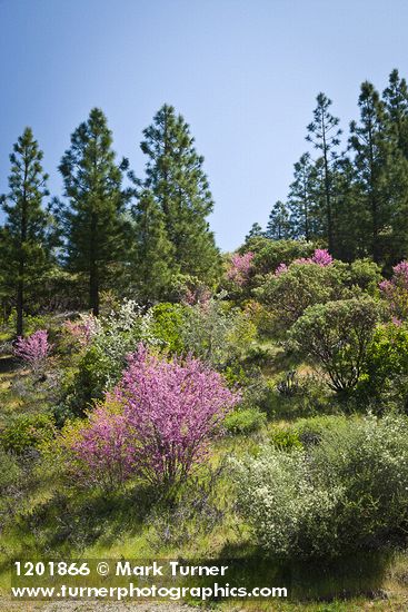 California Redbud; Serviceberry; Buckbrush; Ponderosa Pines, Manzanita