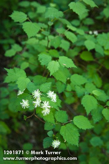 Shasta Snow-wreath blossoms & foliage