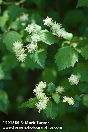 Shasta Snow-wreath blossoms & foliage