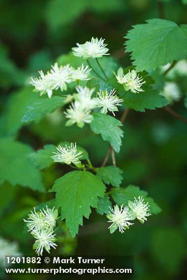 Shasta Snow-wreath blossoms & foliage