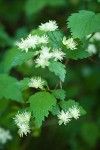Shasta Snow-wreath blossoms & foliage