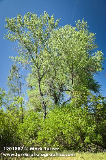 Red Willow at base of Fremont Cottonwoods