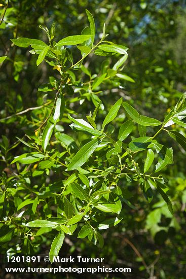 Red Willow foliage