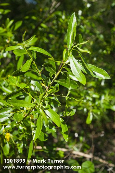 Red Willow foliage
