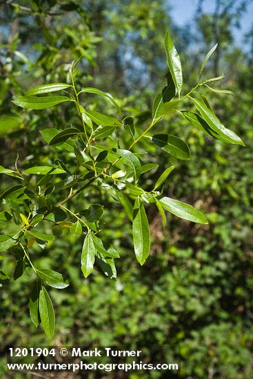 Red Willow foliage
