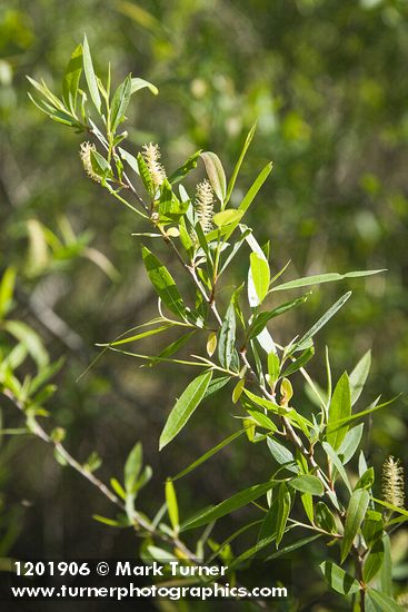 Goodding's Willow male catkins among foliage