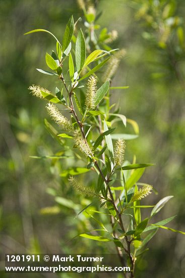 Goodding's Willow male catkins among foliage