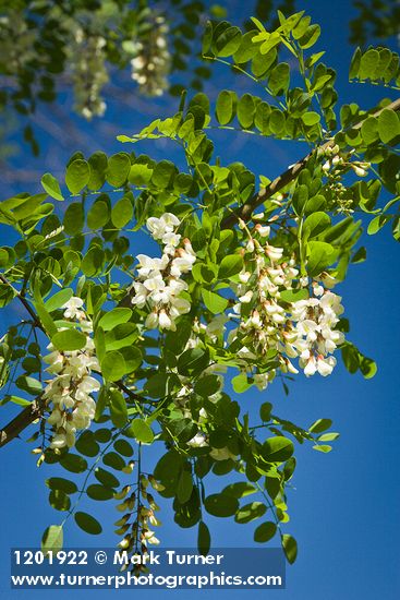 Black Locust blossoms & foliage against blue sky