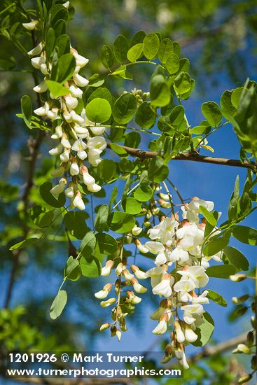 Black Locust blossoms & foliage