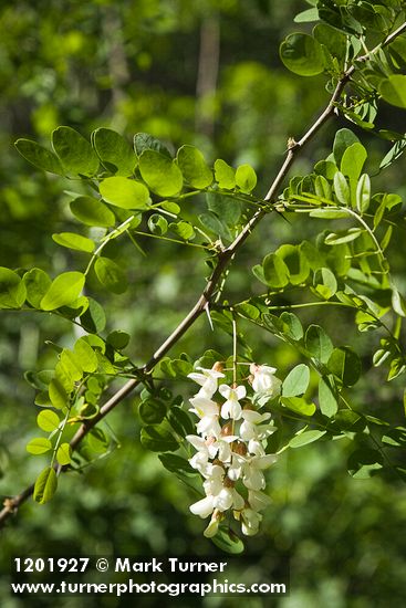 Black Locust blossoms & foliage
