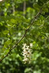 Black Locust blossoms & foliage