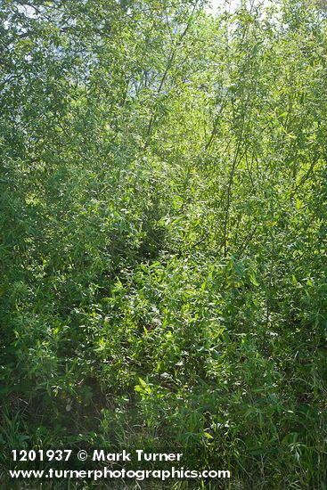 Arroyo Willow