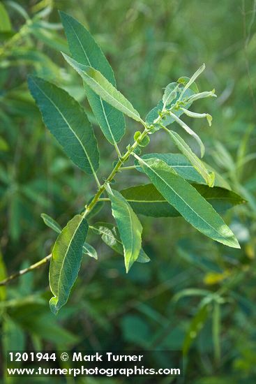 Arroyo Willow foliage