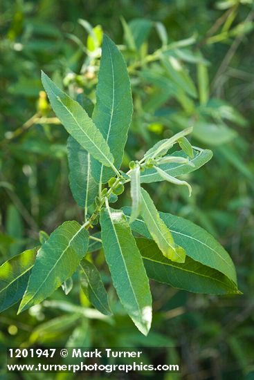 Arroyo Willow foliage