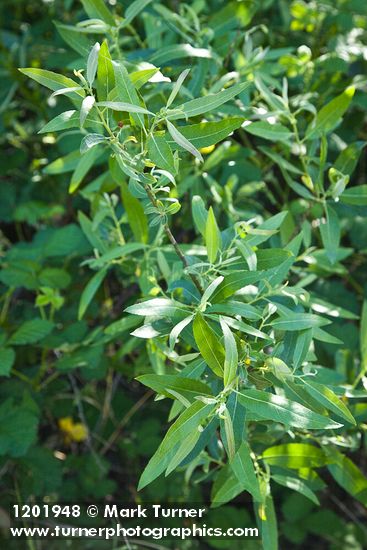 Arroyo Willow foliage