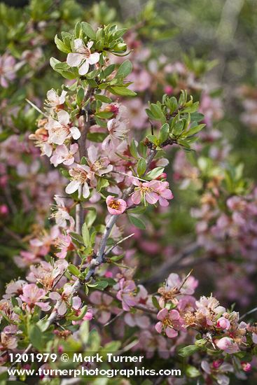 Desert Peach blossoms & foliage