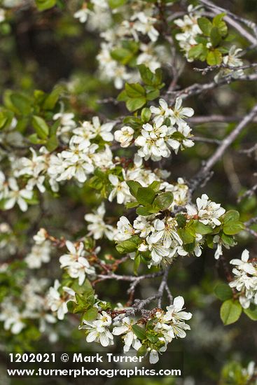 Klamath Plum blossoms & foliage