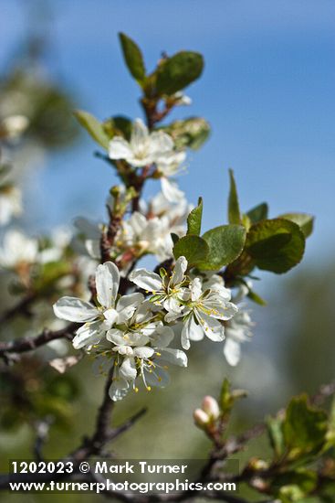 Klamath Plum blossoms & foliage