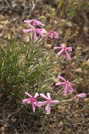 Sagebrush Phlox