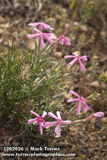 Sagebrush Phlox
