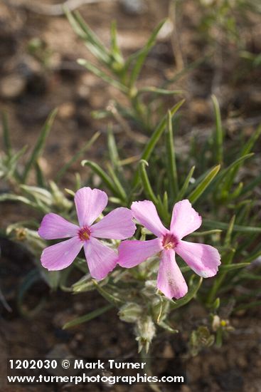 Sagebrush Phlox