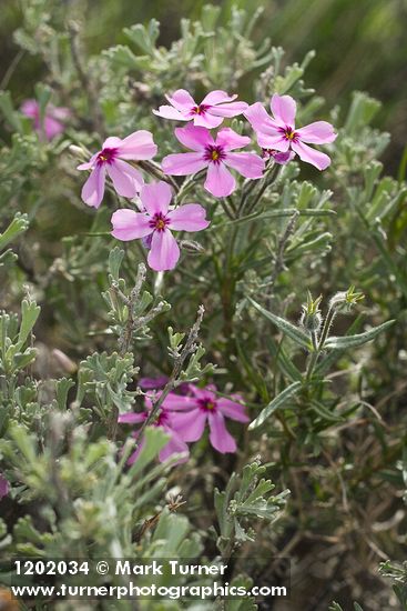 Sagebrush Phlox growing up through Sagebrush