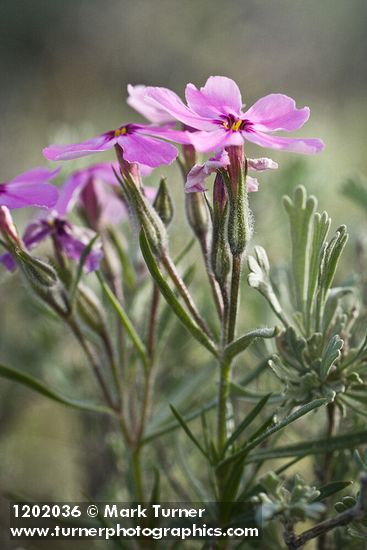 Sagebrush Phlox blossoms & folaige detail
