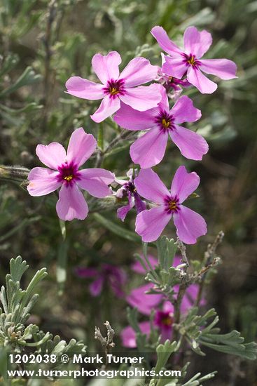 Sagebrush Phlox blossoms