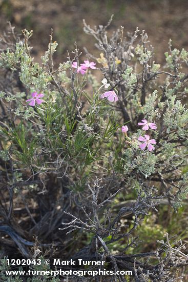 Sagebrush Phlox growing up through Sagebrush