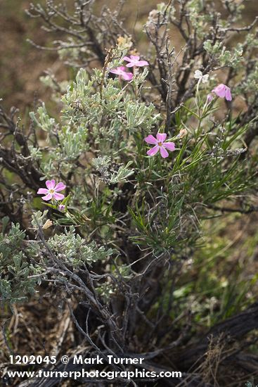 Sagebrush Phlox growing up through Sagebrush